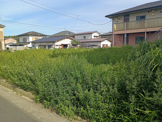 IMG_20260617_154759_1.jpg