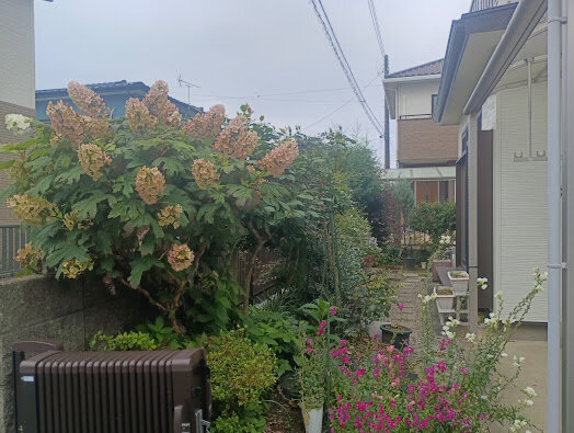 IMG_20260701_093359.jpg