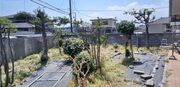 水戸市O様 庭木剪定
