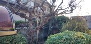 ひたちなか市K様 庭木剪定