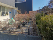 水戸市I様　庭木剪定