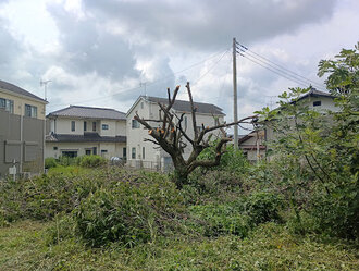 水戸市H様　庭木伐採